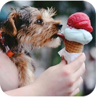 dog smelling an ice-cream